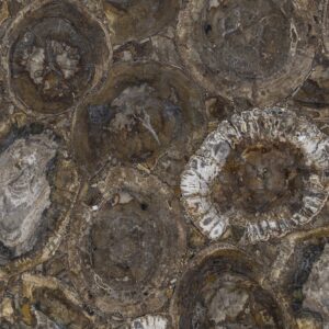 Brown Petrified Wood